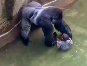 harambe-gorilla-and-boy